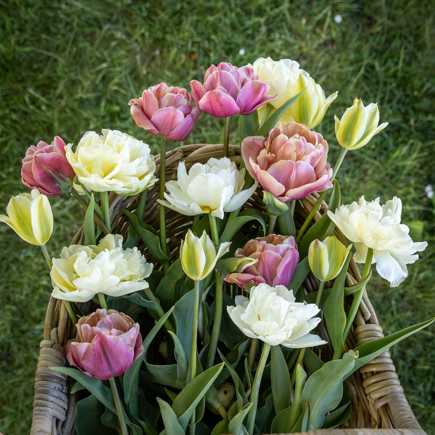 Tulipanblanding 'Peaches & Cream'